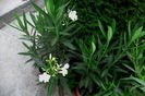 IMG_20160820_075411