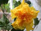 Hibiscus Harvest Moon