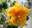 Hibiscus Harvest Moon