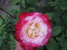 poze trandafiri 028