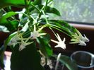 hoya  multiflora (6)