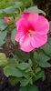 Hibiscus Hot Pink