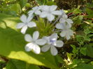 plumbago