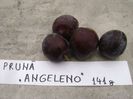 Prune Angeleno  tag 1