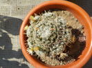 mammilaria duwei