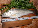 29 cm
