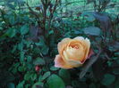 LADY EMMA HAMILTON