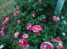 SAM_8643