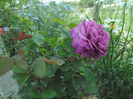 SAM_8647