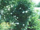 UETERSENER KLOSTERROSE