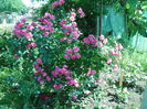 SAM_8767