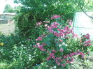 SAM_8769