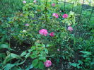 BORDURE ROSE