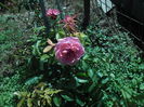 ROSARIUM UETERSEN
