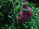 SAM_8847