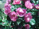 SAM_8958