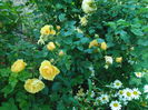 SAM_8963