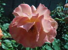 WESTERLAND