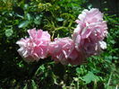 ROSARIUM UETERSEN