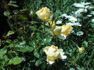 GOLD REEF