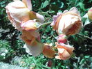 SAM_9015