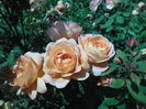 SAM_9017