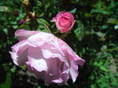 BORDURE ROSE