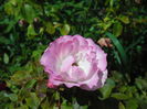 SAM_9029