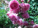 CORAL DAWN