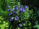 SAM_9049