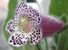 kohleria_hcy_s_venus_2011-02-21_03_original