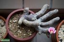 Sarcocaulon multifidum
