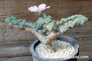 Sarcocaulon multifidum