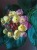 lantana