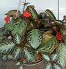 episcia