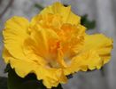 Hibiscus Harvest Moon