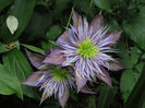 13 mai 2016 clematita Crystal Fountain1