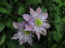 16 mai 2016 clematita Crystal Fountain