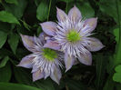17 mai 2016 clematita Crystal Fountain