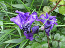 6 mai 2016 iris albastru