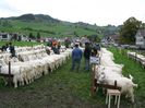 Capre Appenzeller la expozitie-y66