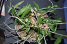 Dendrobium aphyllum/culculatum