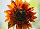 floarea-soarelui-decorativa-velvet-queen2