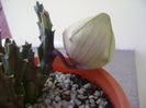 Stapelia hb. berlinensis