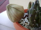 Stapelia hb. berlinensis