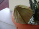 Stapelia hb. berlinensis