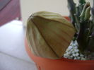 Stapelia hb. berlinensis