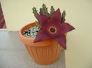 Stapelia hb. berlinensis