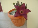 Stapelia hb. berlinensis