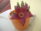Stapelia hb. berlinensis